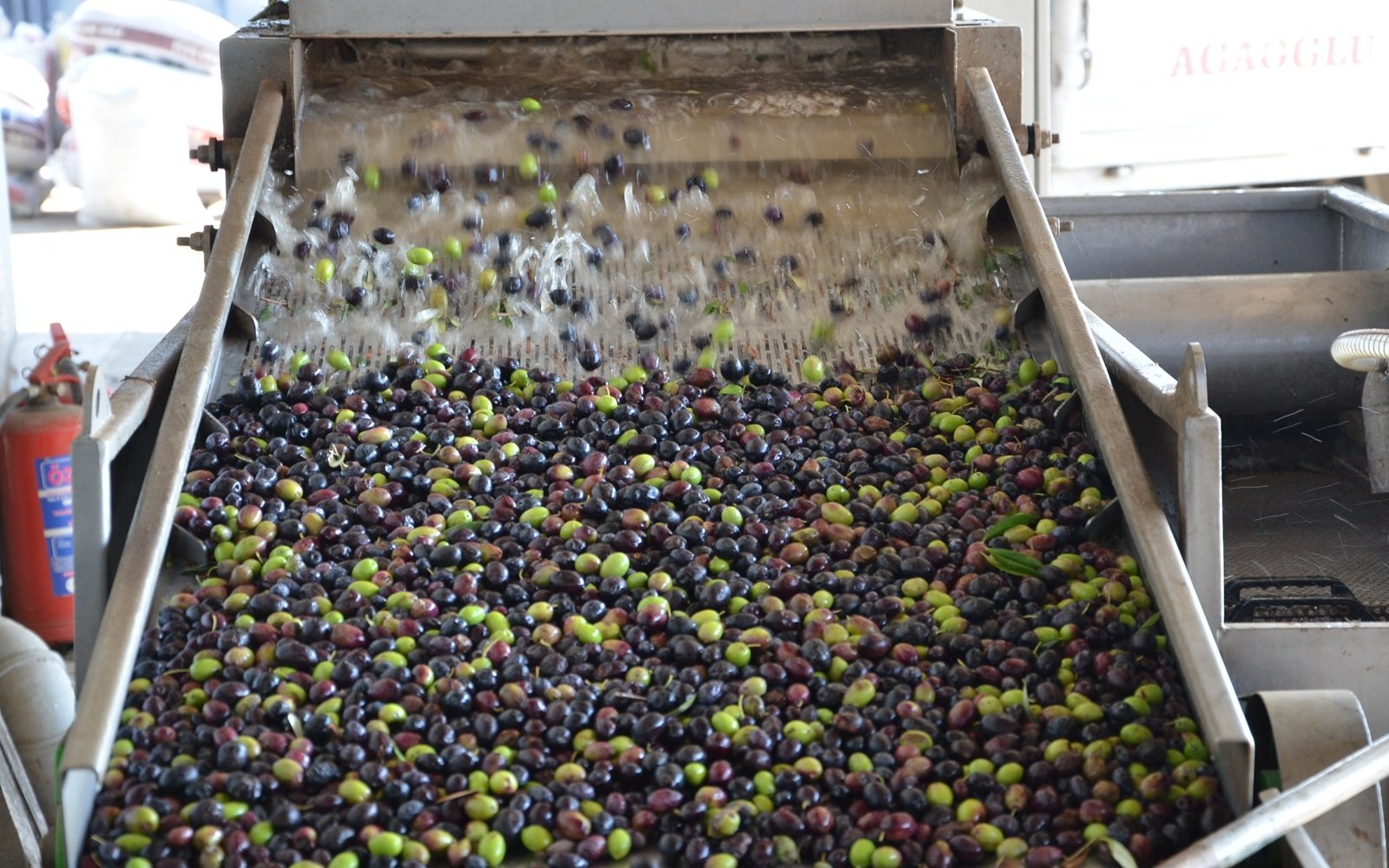 Olive Factory Zeytin İşleme Tesisi